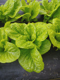 Romaine Lettuce