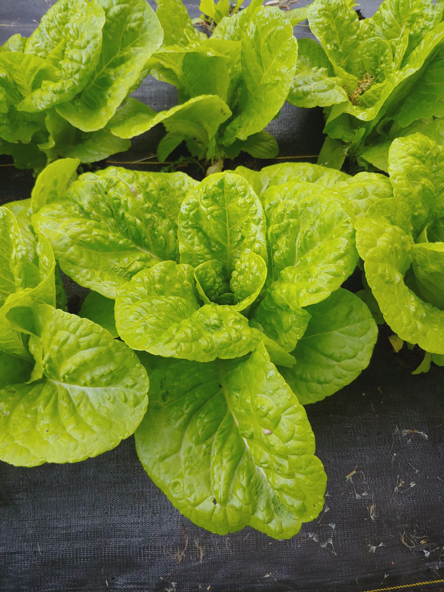 Romaine Lettuce